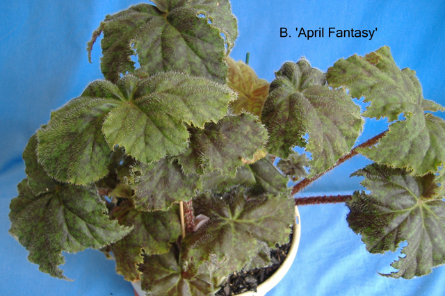 B. ‘April Fantasy’